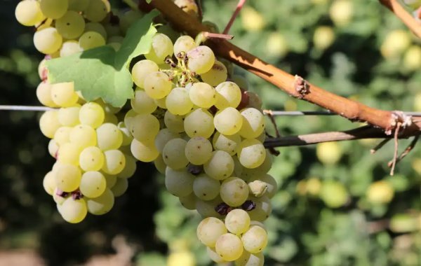 Bacchus grapes