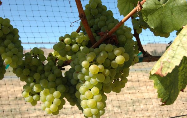 Chardonnay grapes