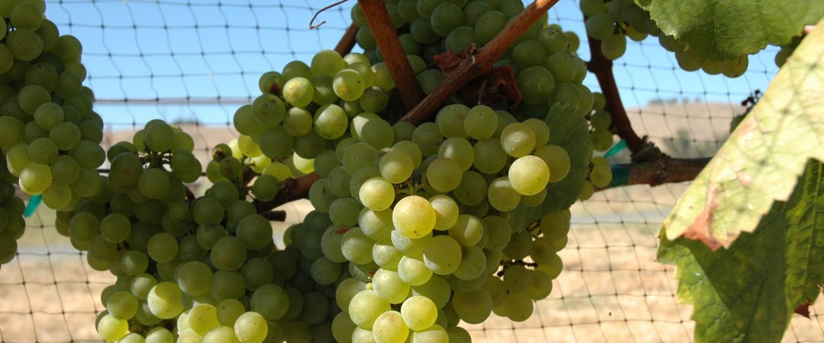 Chardonnay