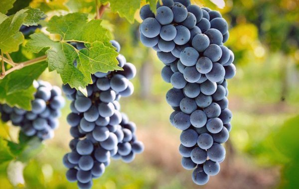 Meunier grapes