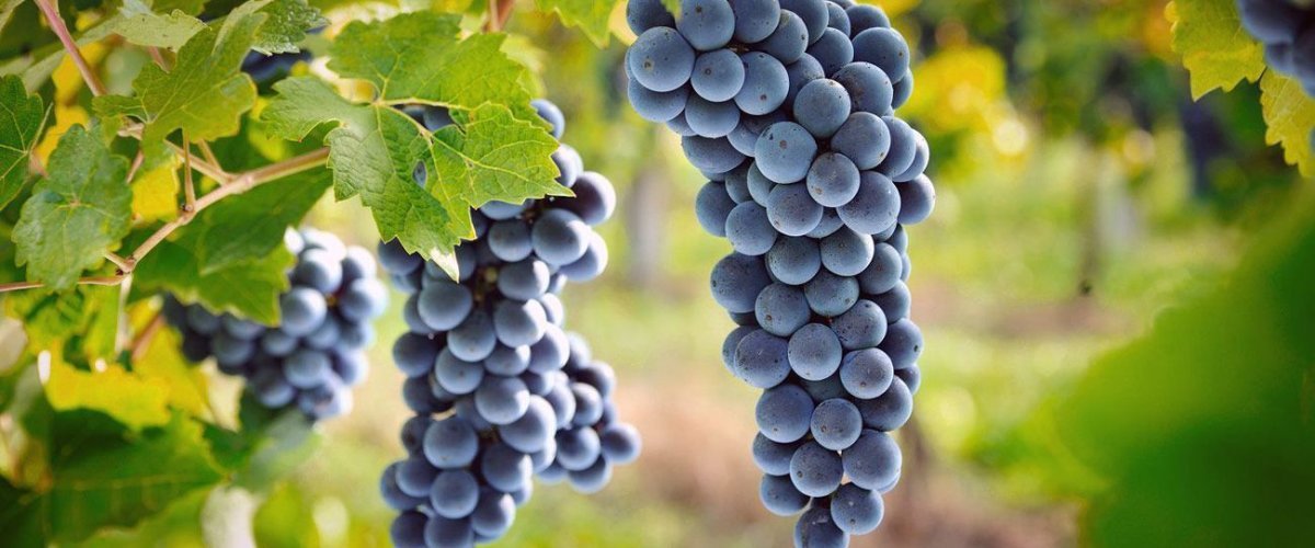 Pinot Meunier