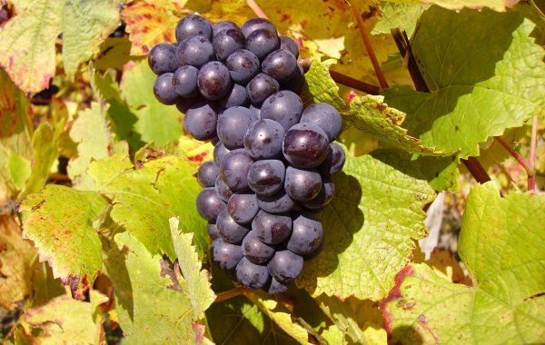 Pinot Noir grapes