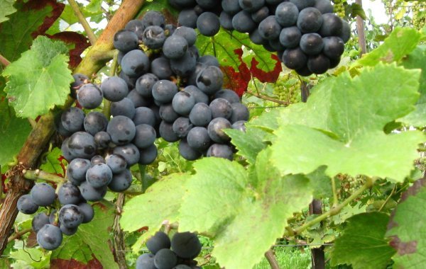Precoce grapes