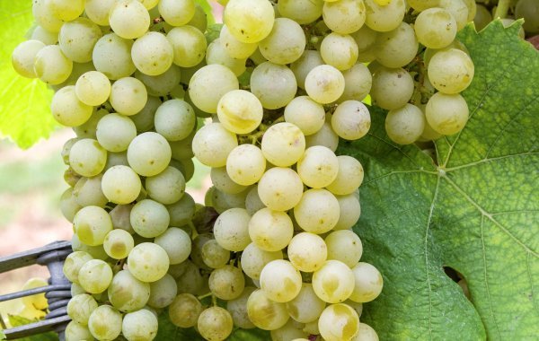 Reich grapes
